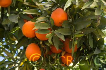 Excalibur Red Lime Hybrid Budwood citrus plant material online shopping