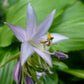 Green Fountain Hosta Plants online shopping