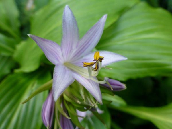 Green Fountain Hosta Plants online shopping