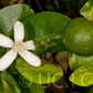 Calamondin Budwood citrus plant material online shopping