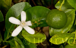 Calamondin Budwood citrus plant material online shopping