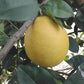 Rojo Blanco Pummelo Hybrid Budwood citrus plant material online shopping
