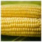 Honey Select F1 Corn