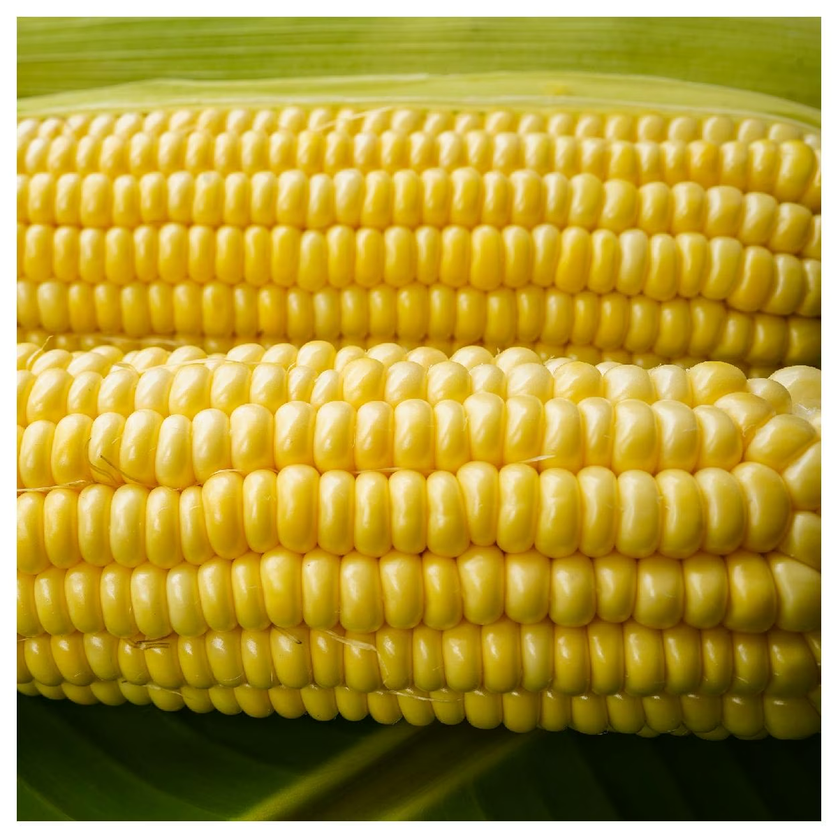 Honey Select F1 Corn