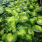 Cathedral Windows Hosta Plants online shopping