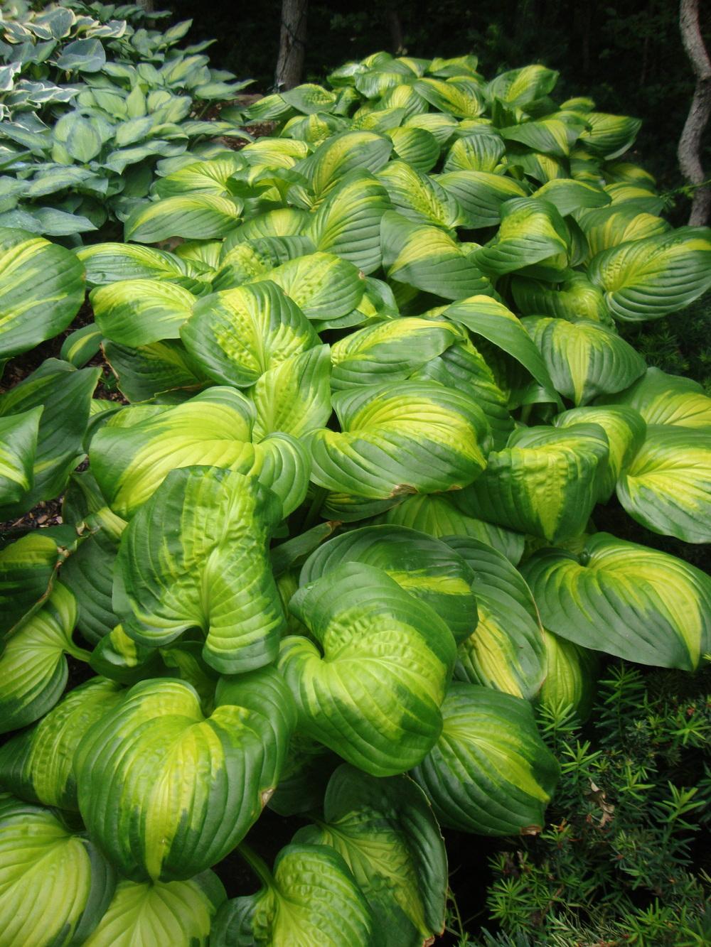 Cathedral Windows Hosta Plants online shopping