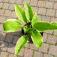 Holar Snake Valley Hosta Plants online shopping