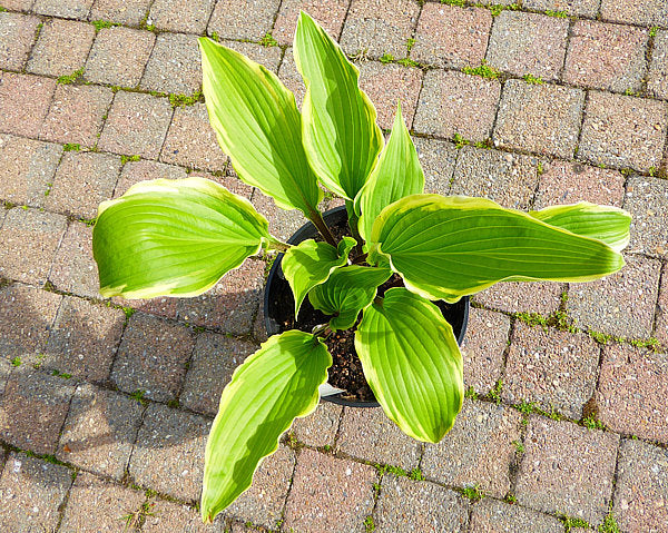 Holar Snake Valley Hosta Plants online shopping