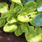Hammered Gold Hosta Plants online shopping
