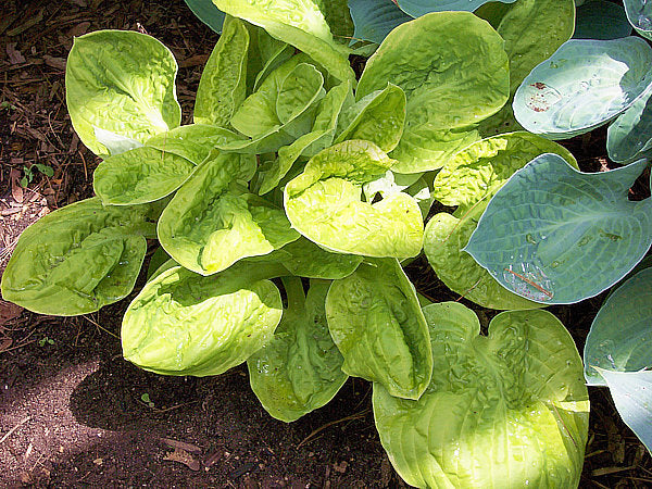 Hammered Gold Hosta Plants online shopping