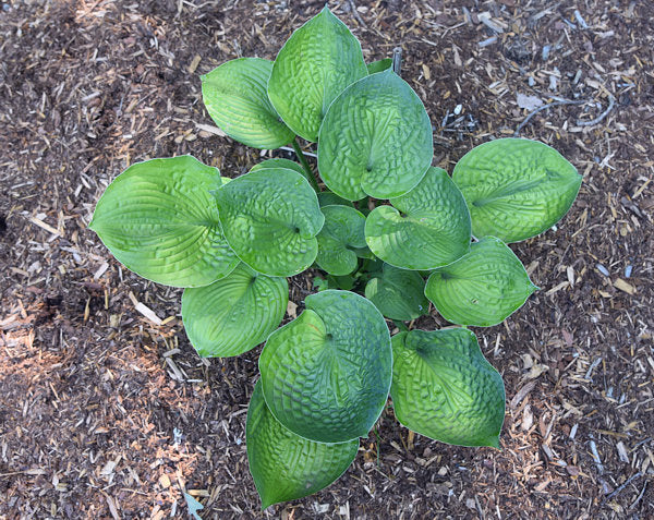 Flash Freeze Hosta Plants online shopping