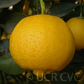 Millsweet Limetta Budwood citrus plant material online shopping