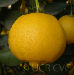 Millsweet Limetta Budwood citrus plant material online shopping