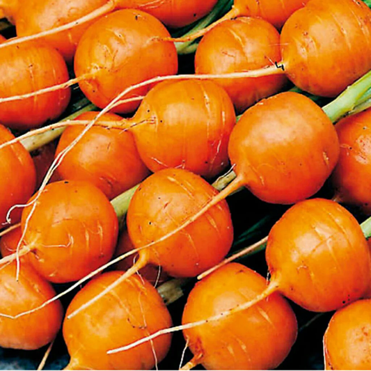 Paris Market Carrot Seeds online shopping