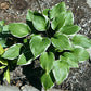Sorbet Hosta Plants online shopping