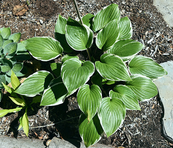 Sorbet Hosta Plants online shopping