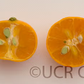 Koji Orange Mandarin Budwood citrus plant material online shopping