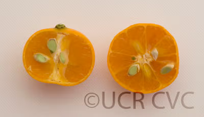 Koji Orange Mandarin Budwood citrus plant material online shopping