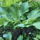 Night Flight Hosta Plants online shopping