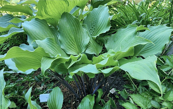 Night Flight Hosta Plants online shopping