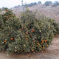 Lee Mandarin Budwood citrus plant material online shopping