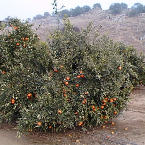 Lee Mandarin Budwood citrus plant material online shopping