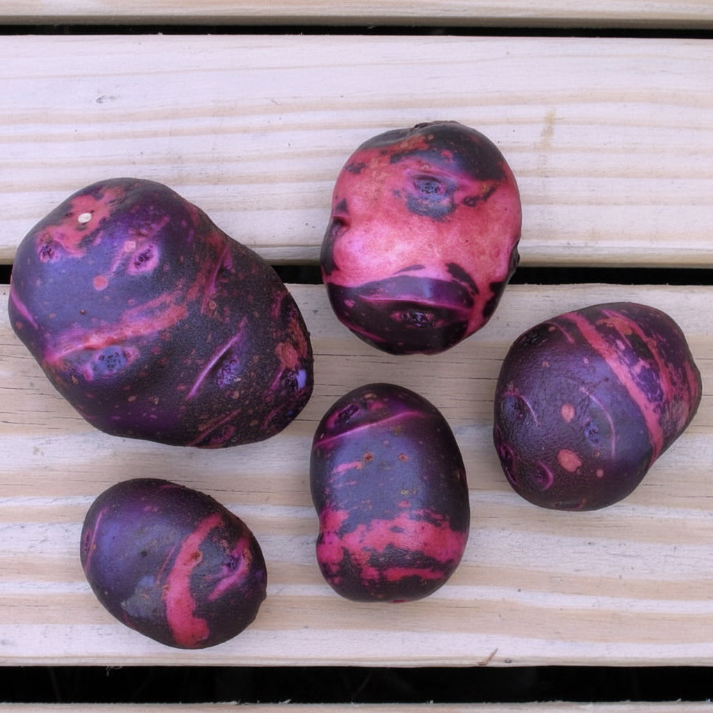 Purple Viking Seed Potato online shopping