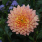 Summer’s End Dahlia