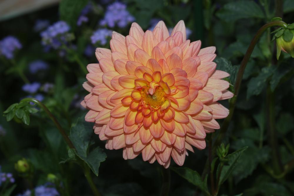 Summer’s End Dahlia