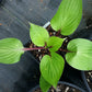 First Blush Hosta Plants online shopping