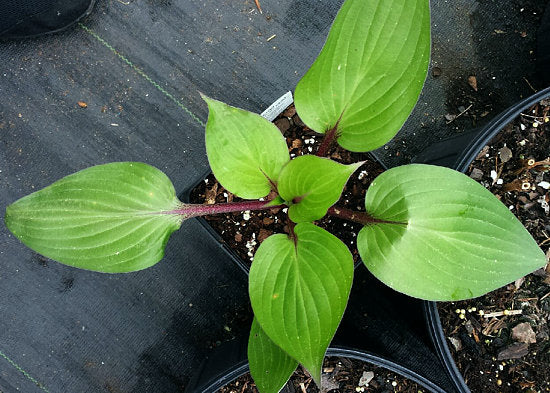 First Blush Hosta Plants online shopping