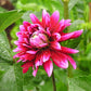 Dark Magic Dahlia