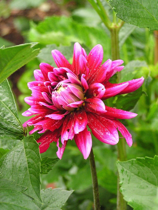Dark Magic Dahlia