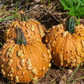 Grizzly Bear F1 Pumpkin Seeds online shopping