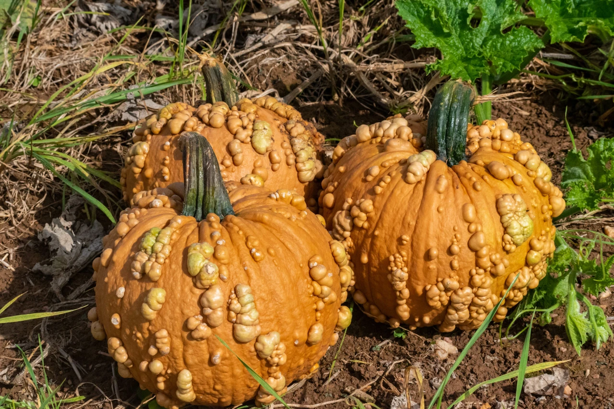 Grizzly Bear F1 Pumpkin Seeds online shopping
