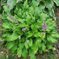 Tiny Bubbles Hosta Plants online shopping
