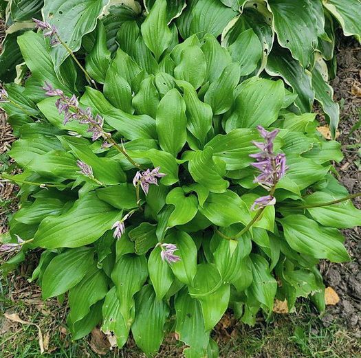 Tiny Bubbles Hosta Plants online shopping