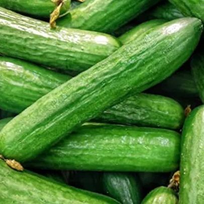 Ishtar F1 Cucumber Seeds online shopping