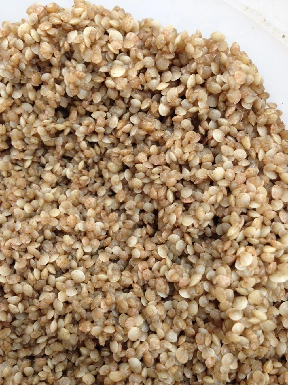 Mercenaria Mercenaria Clam Seed MA