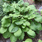 Leopard Legs Hosta Plants online shopping