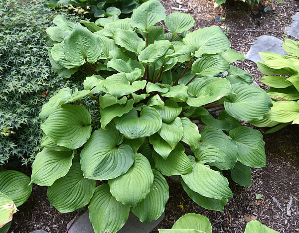 Leopard Legs Hosta Plants online shopping