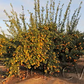 Volckamer Lemon Budwood citrus plant material online shopping