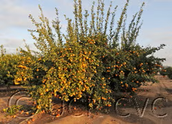 Volckamer Lemon Budwood citrus plant material online shopping