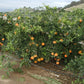 Okitsu Wase Satsuma Mandarin Budwood citrus plant material online shopping