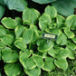 Ice Cream Hosta Plants online shopping