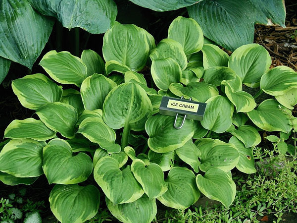 Ice Cream Hosta Plants online shopping