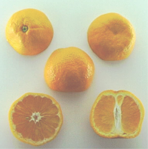 Miyagawa Satsuma Mandarin Budwood citrus plant material online shopping
