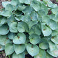 Blue Monday Hosta Plants online shopping