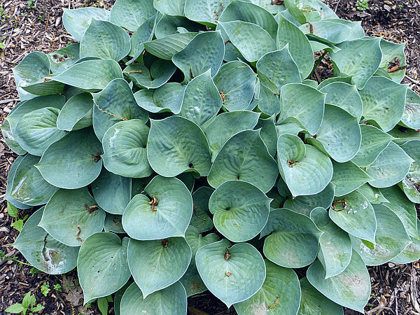 Blue Monday Hosta Plants online shopping