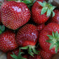 Tristar Everbearing Strawberry